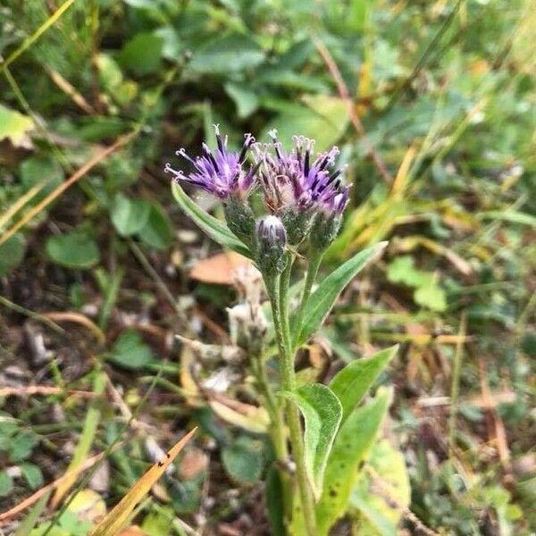 Saussurea alpina Fiore