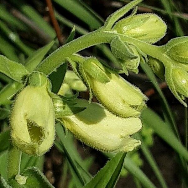 Digitalis grandiflora Flower