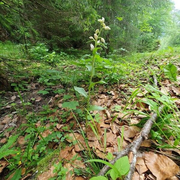 Cephalanthera damasonium आदत