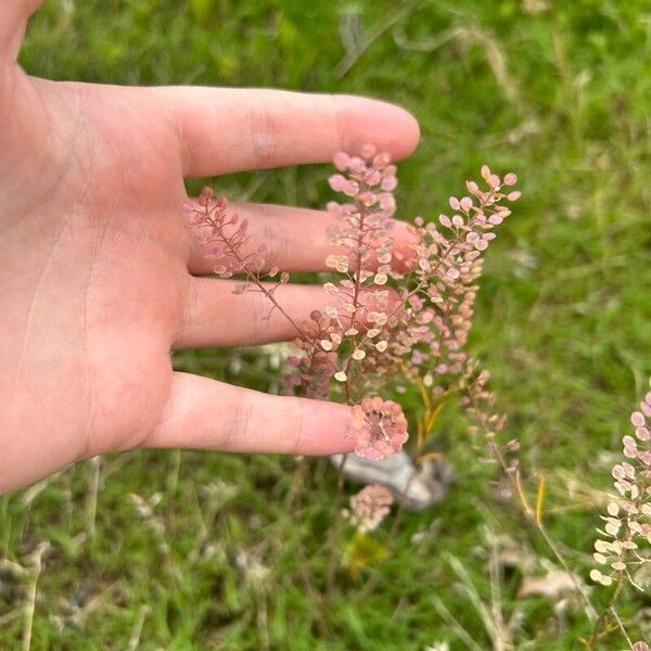 Lepidium virginicum Blüte