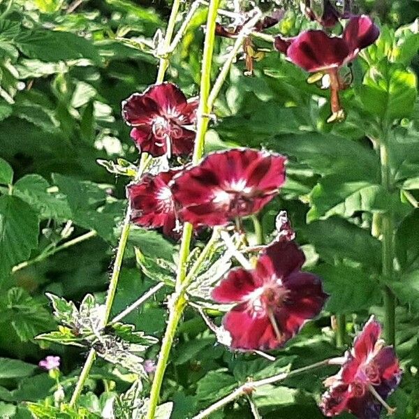 Geranium phaeum ফুল