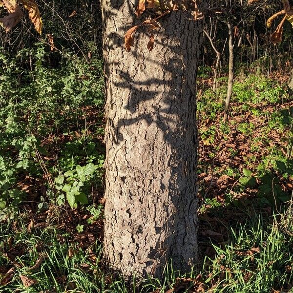 Aesculus hippocastanum Koor