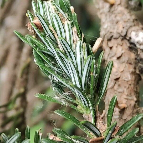 Abies nebrodensis ᱥᱟᱠᱟᱢ