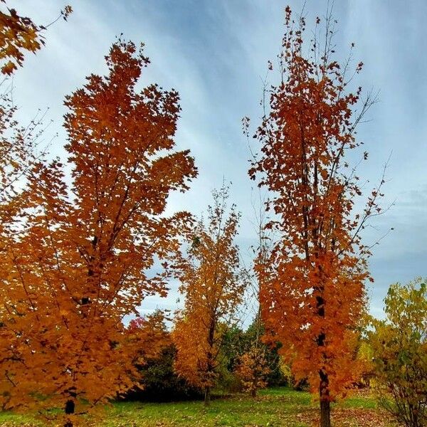 Acer saccharum Habit