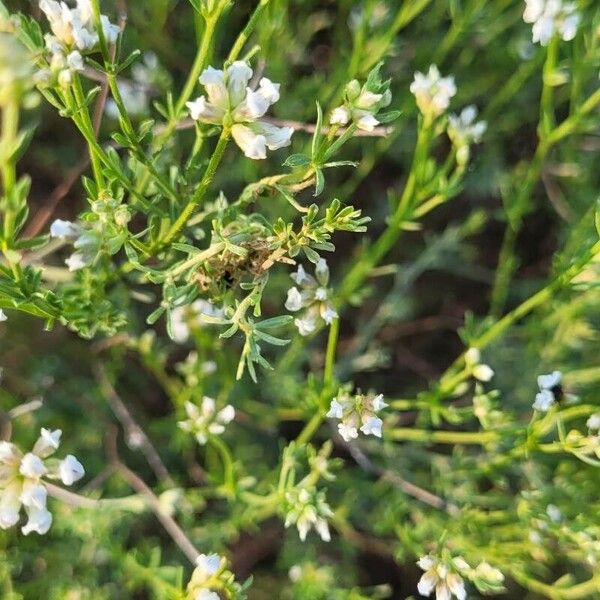 Dorycnium pentaphyllum Çiçek