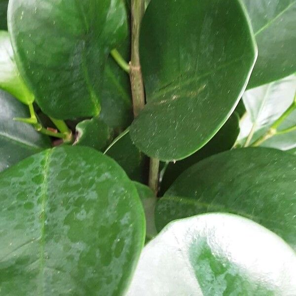 Ficus retusa Leaf