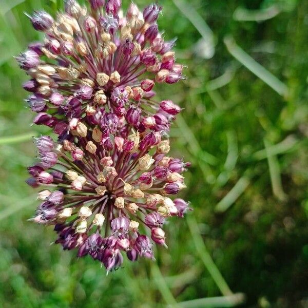 Allium ampeloprasum Çiçek