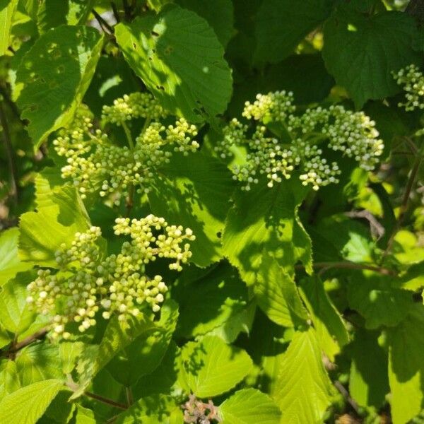 Viburnum dentatum Meyve