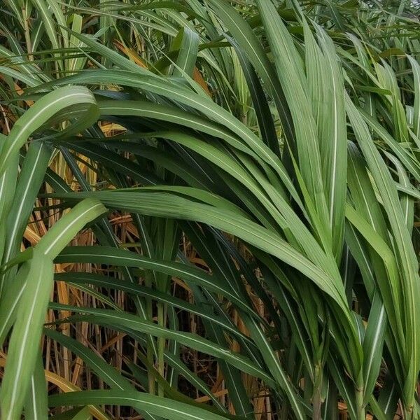 Miscanthus × longiberbis Leaf