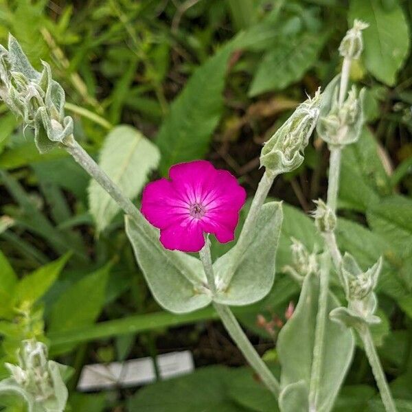 Silene coronaria Květ