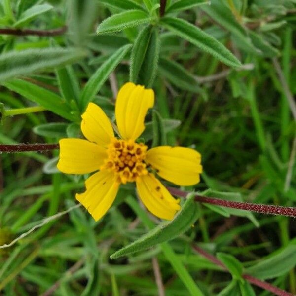 Aspilia mossambicensis Kwiat