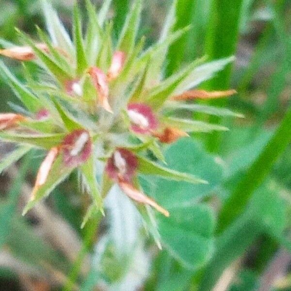 Trifolium stellatum Çiçek