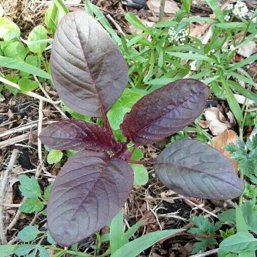 Amaranthus cruentus Leaf