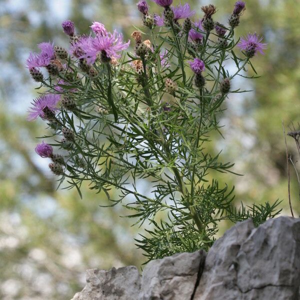 Centaurea corymbosa autre