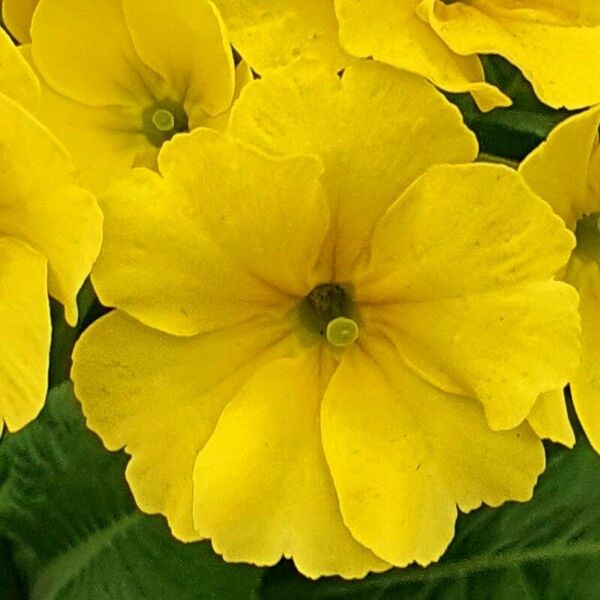 Primula auricula Flower