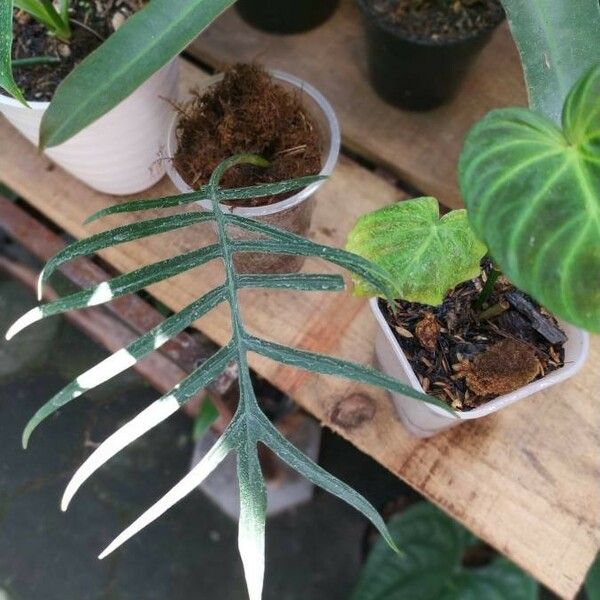 Philodendron tortum Φύλλο