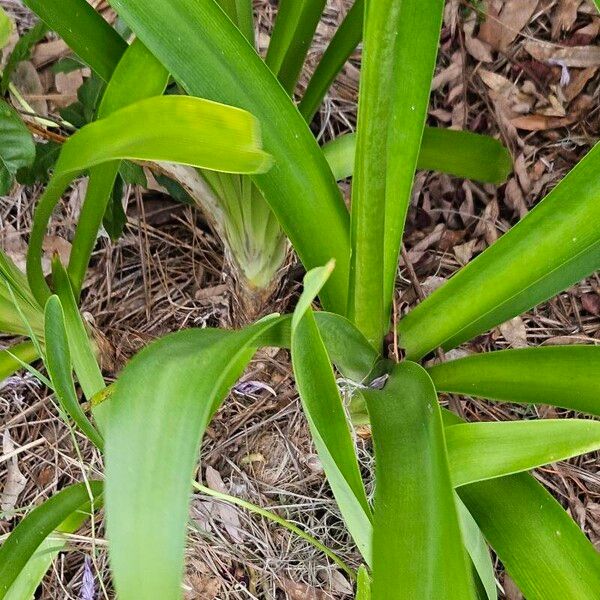 Agapanthus praecox Leaf