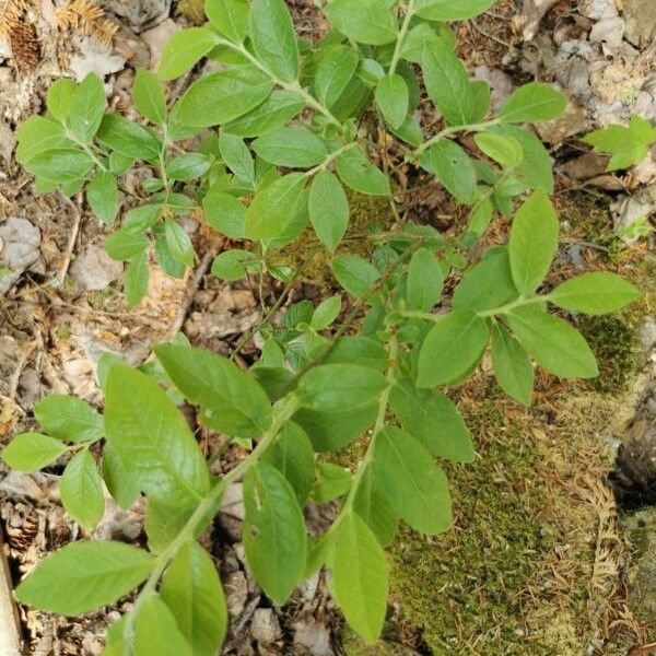 Vaccinium angustifolium Leaf