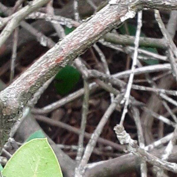 Rhododendron maximum Bark