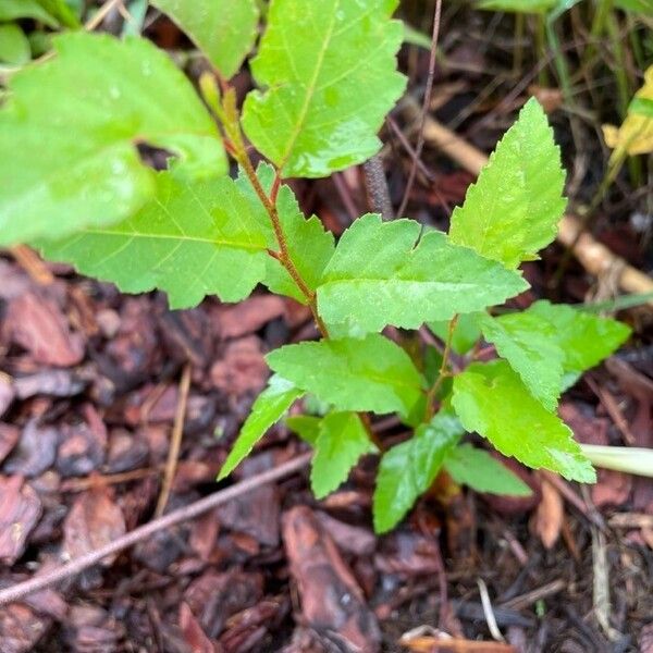 Betula occidentalis Ліст