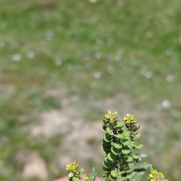 Alyssum desertorum Blad