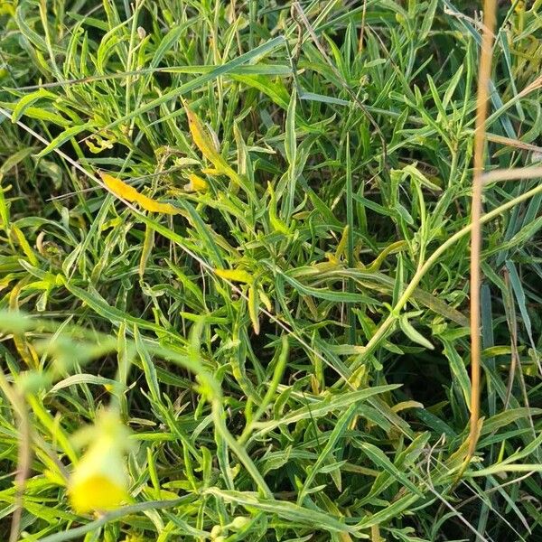 Diplotaxis tenuifolia Φύλλο