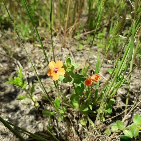 Lysimachia arvensis Hábito