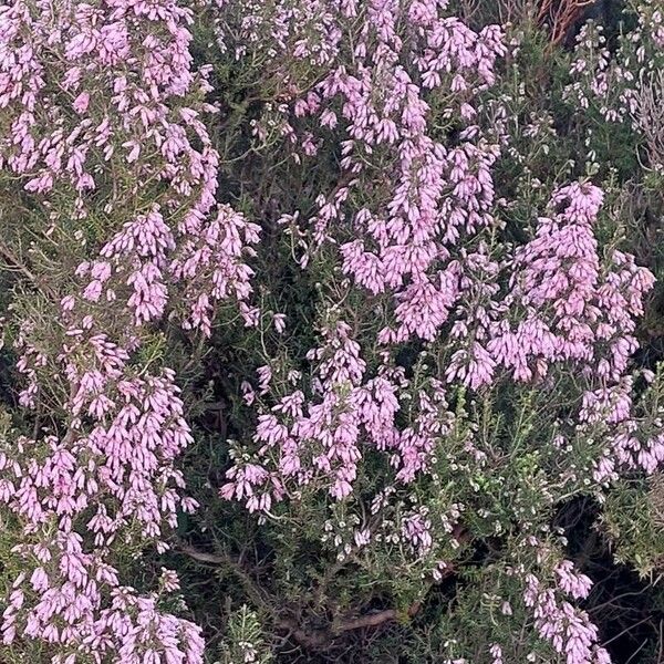 Erica australis Цвят