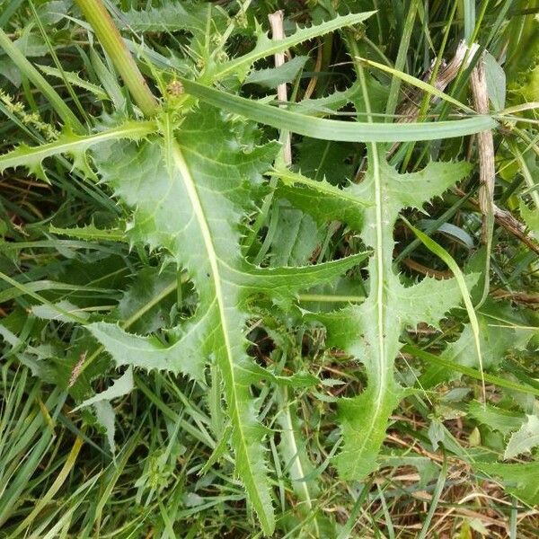 Sonchus arvensis Φύλλο