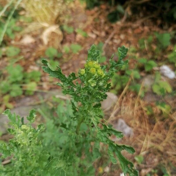 Senecio sylvaticus Floare