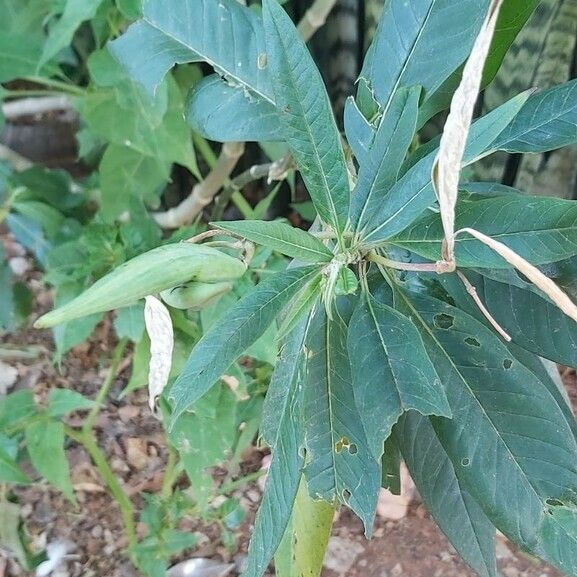 Asclepias curassavica फल