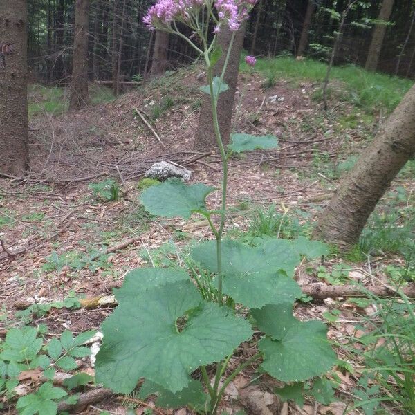 Adenostyles alpina Hábito