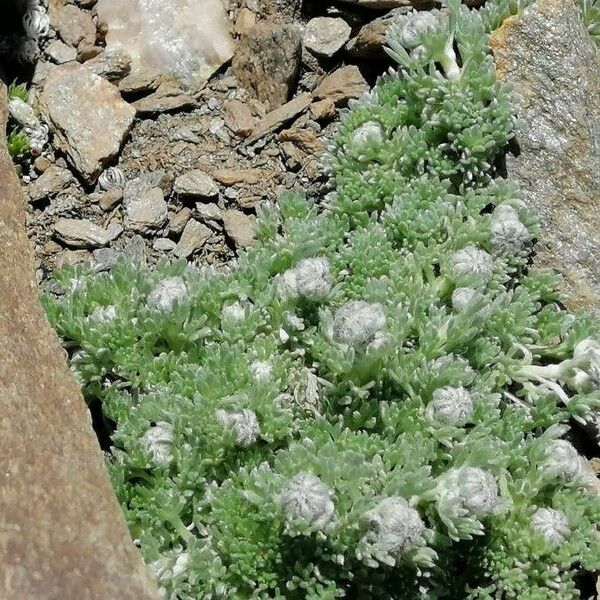 Artemisia granatensis Virág