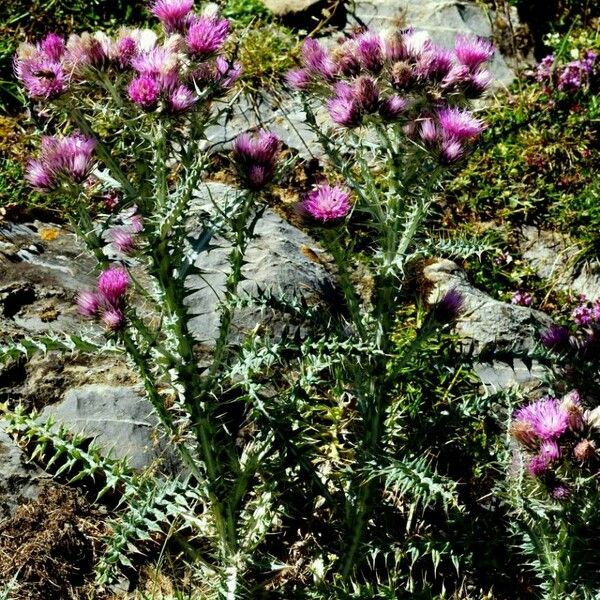 Carduus carlinoides Květ