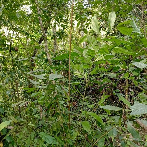 Caryota mitis ശീലം