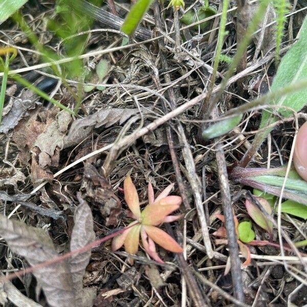 Androsace elongata Blad