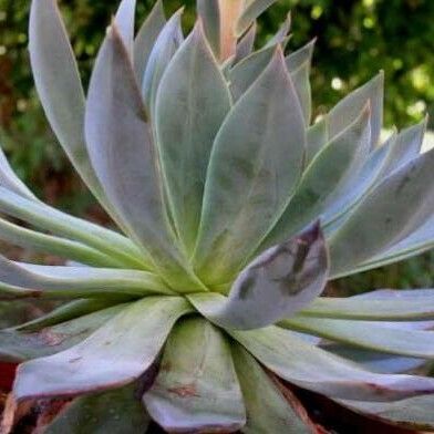 Echeveria affinis Агульны выгляд