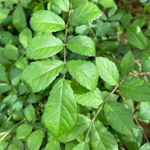 Rosa multiflora ഇല