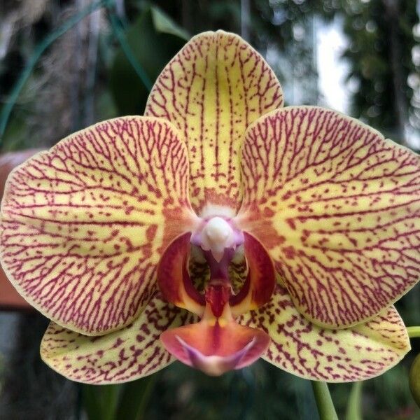 Phalaenopsis amabilis Цвят