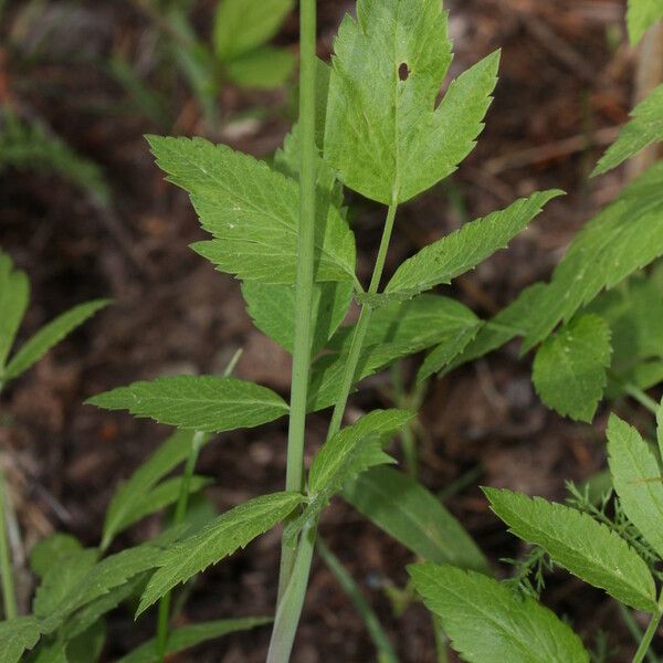 Osmorhiza occidentalis 整株植物