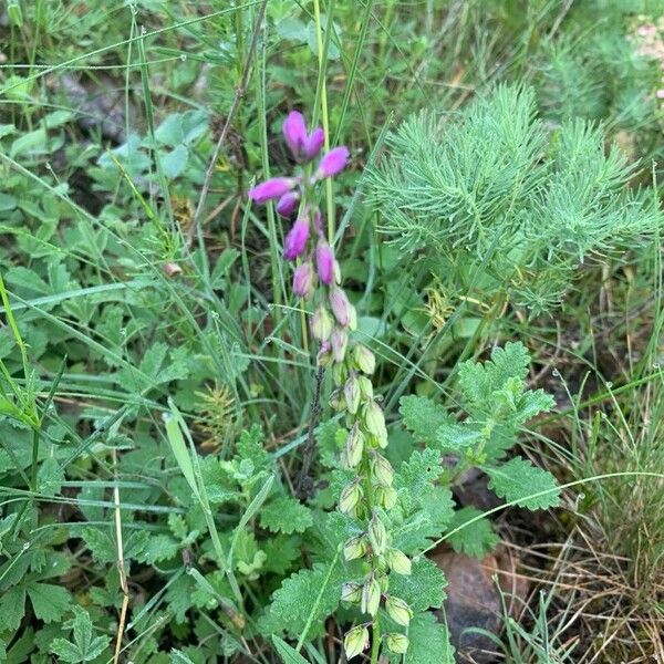 Polygala comosa Virág