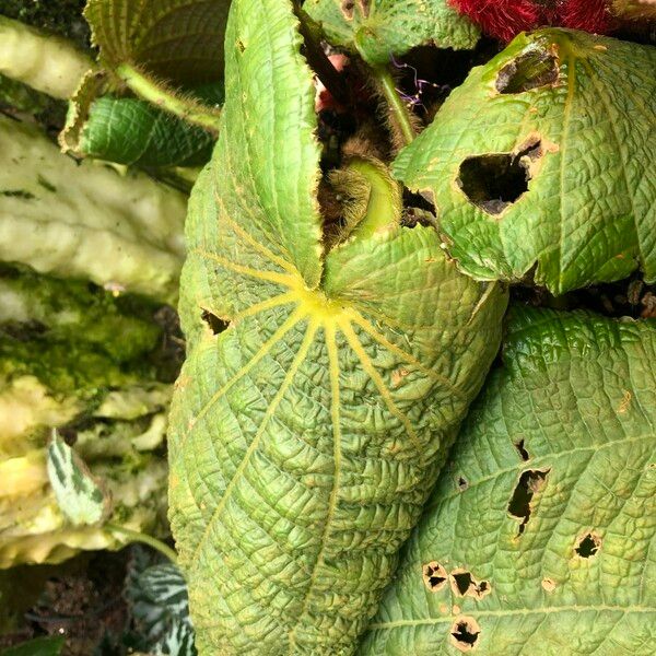 Tigridiopalma magnifica Лист