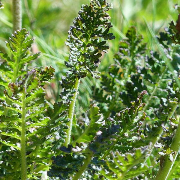 Pedicularis gyroflexa Hoja