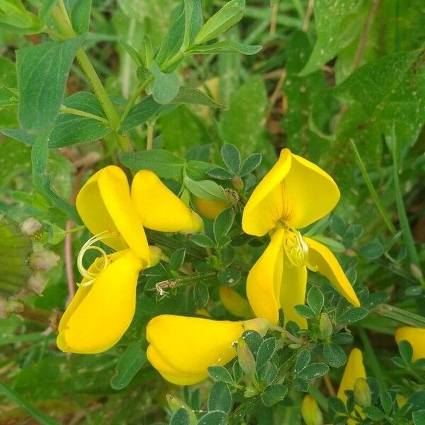 Cytisus decumbens പുഷ്പം