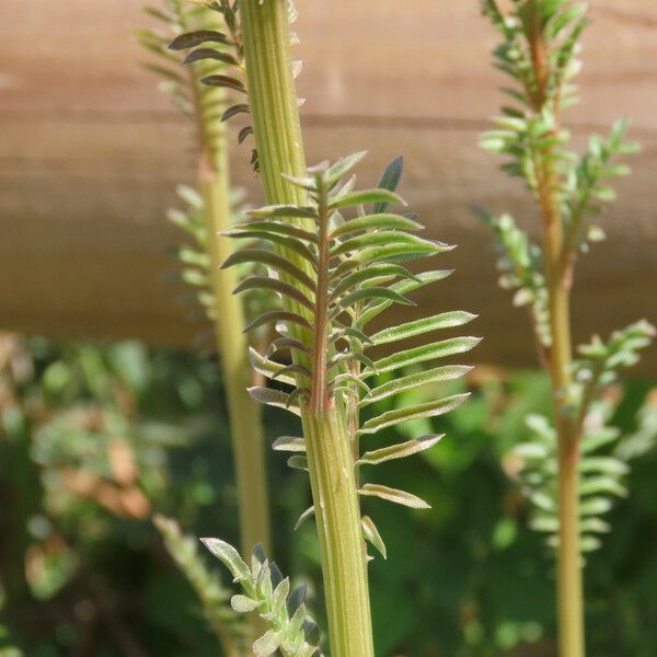 Reseda alba Folio