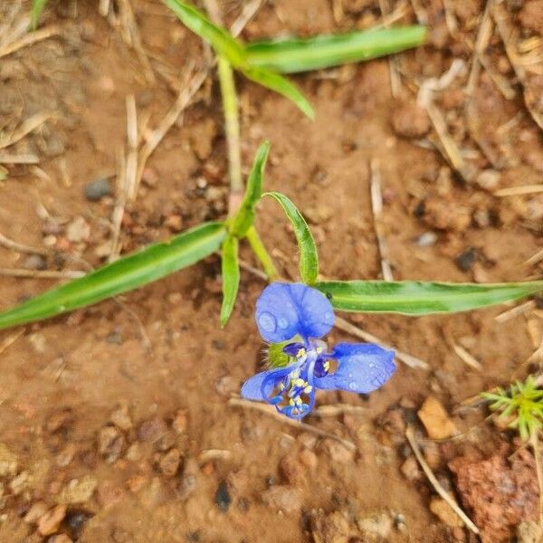 Commelina forskaolii Цветок