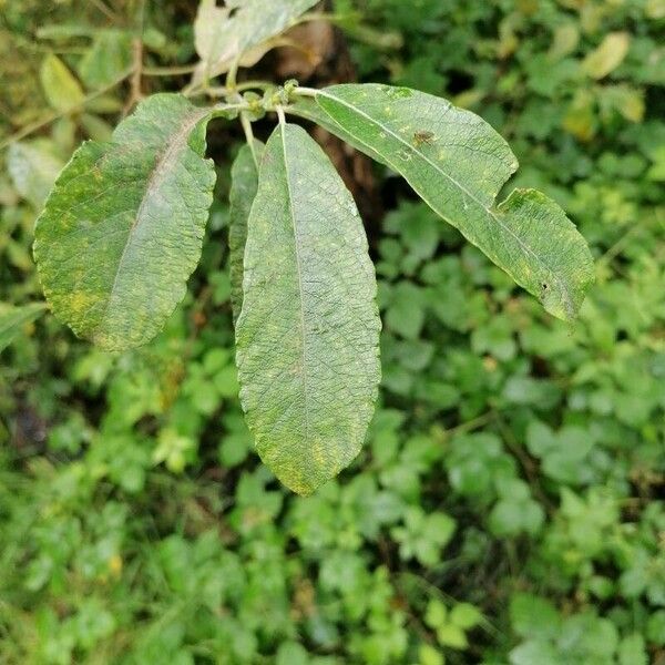 Salix cinerea Lehti