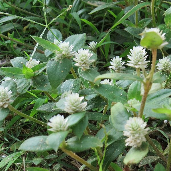 Gomphrena serrata Blomst