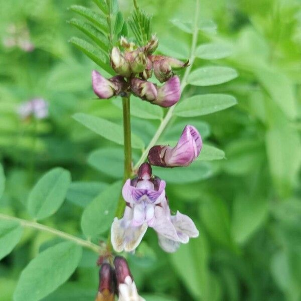 Vicia sylvatica Fleur