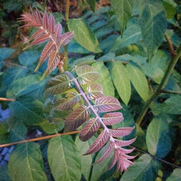 Ailanthus altissima برگ